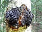 Чага, или березовый гриб (кяр, цырь, трутовик косотрубчатый), - многолетний паразитирующий гриб семейства трутовиковых.