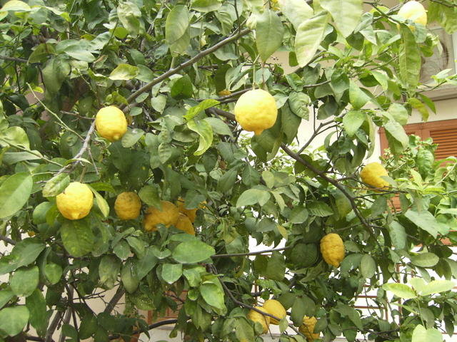 А лимоны просто на улице растут